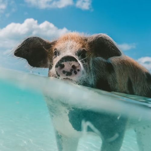 Bahamas eSIM